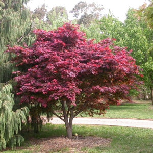 May include: A vibrant red Japanese maple tree with lush green foliage in the background. The tree is in a garden setting with a path leading away from it.