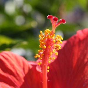Red Hibiscus, Nature Photograph, Large Wall Art, Home Decor, Canvas Art, Botanical, Fine Art Photograph, Red Flower Art, Macro Photograph