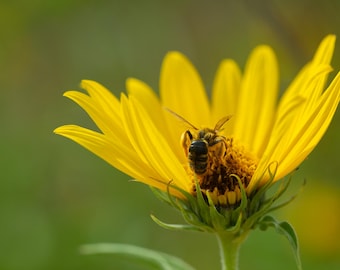 Golden Moment – Macro Bee on Yellow Flower – Nature Photography Print, Wall Art, Botanical Decor, Pollinator Photo