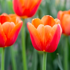 Orange Tulip Photograph, Nature Photograph, Large Wall Art, Home Decor, Canvas Art, Botanical Photo, Fine Art Photograph, Orange Flower Art