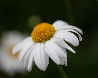 White Daisy Flower Print – Minimalist Floral Photography, Nature Art