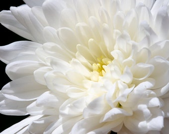 May include: Close-up of a white chrysanthemum flower against a black background. The flower has many layers of soft, delicate petals, with a creamy yellow center. The petals are slightly curved, creating a full, rounded shape.