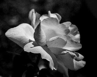 Black and White Rose Photograph, Floral Wall Art, Botanical