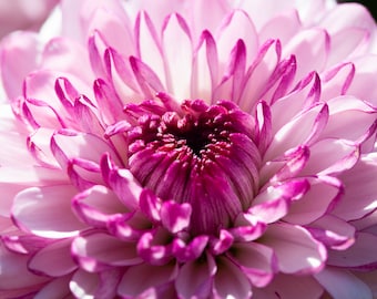 May include: Close-up of a pink and white chrysanthemum flower with a deep pink center. The petals are soft and delicate, with a slight sheen.