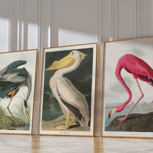 Set of 3 Audubon Prints, Great Blue Heron, American Flamingo, American White Pelican, Bird Print Set, Audubon Bird Print Set, Bird Lover