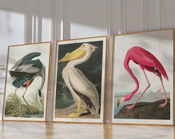 Set of 3 Audubon Prints, Great Blue Heron, American Flamingo, American White Pelican, Bird Print Set, Audubon Bird Print Set, Bird Lover