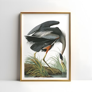 Grauer Reiher, Vogel Wandkunst, John James Audubon Poster, Vintage Druck, Blauer Reiher Poster, Grauer Reiher Druck, Vintage Poster
