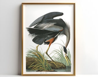 Great Blue Heron, Bird Wall Art, John James Audubon Poster, Vintage Print, Great Blue Heron Poster, Great Blue Heron Print, Vintage Poster
