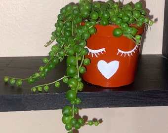 String of pearls | trailing succulent | hanging plant.