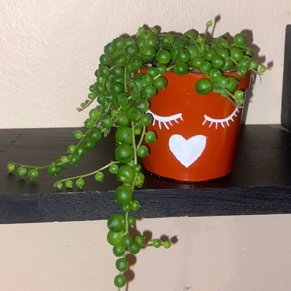 String of pearls | trailing succulent | hanging plant.