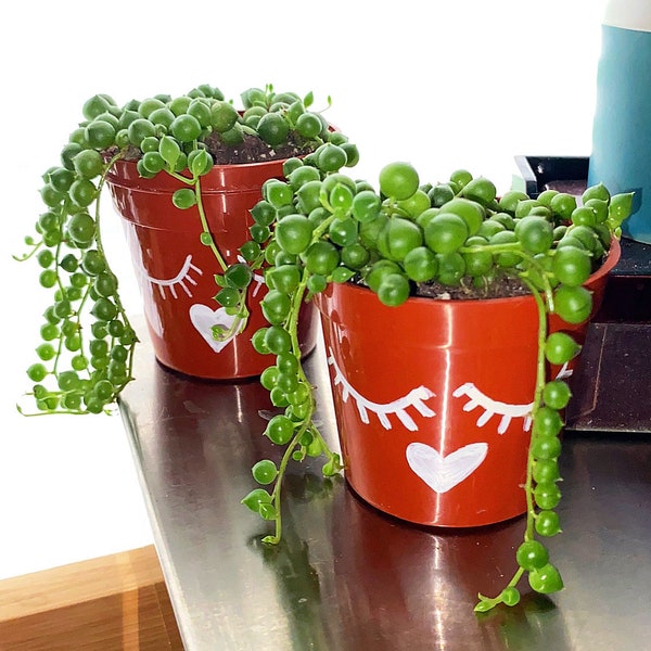 String of pearls | trailing succulent | hanging plant.