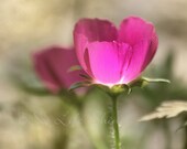 flower photo, rose art, nature photography, rose photography, magenta decor, flower art, flower photography, rose photo, magenta art
