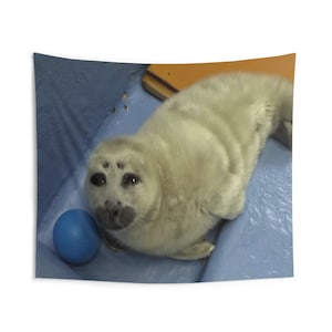 niko seal tapestry, silly seal hanging tapestry ocean decor baikal seal niko meme large tapestry, funny seal meme selkie seal sea wall decor image 3