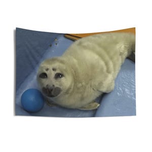 niko seal tapestry, silly seal hanging tapestry ocean decor baikal seal niko meme large tapestry, funny seal meme selkie seal sea wall decor image 4