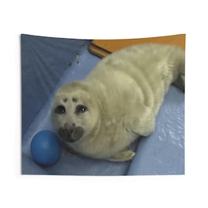 niko seal tapestry, silly seal hanging tapestry ocean decor baikal seal niko meme large tapestry, funny seal meme selkie seal sea wall decor image 5