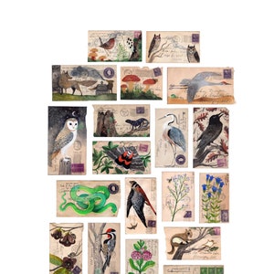 Midwest Flora and Fauna on Vintage  Envelopes: 12 x 16 inch Archival Print