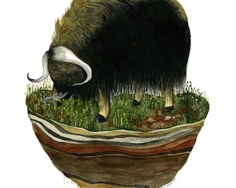 Musk Ox 11 x 14 inch archival Print