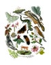 Flora and Fauna of the Midwest:11 x 14 Giclee Print 