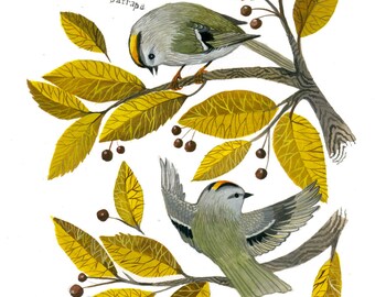 Golden Crowned Kinglet - 11 x 14 inch Archival Inkjet Print (Giclée)