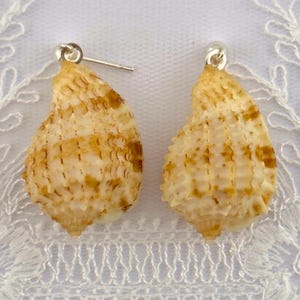 Puede incluir: Un par de pendientes con conchas marinas naturales de tonos beige y marrón. Cada concha está sujeta a un poste de metal plateado en la parte superior, mostrando una superficie texturizada y estriada con formas espirales y manchas orgánicas.