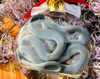 Blue Snake Specimen, Real Snake Specimen, Wet Specimen, Reptile Specimen, Novelty Gift, Gothic Reptile, Gift For Animal Collectors
