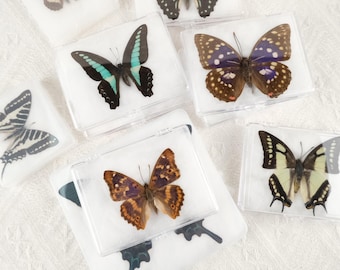 Real Insect Specimens, Butterfly Specimens, One-Of-A-Kind Specimens, Handmade Insect Specimen Collection, Natural Aesthetic Specimens