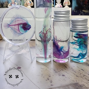 Real Shrimp|Fish|Mouse Wet Specimen, Animal Classic Purple/Blue, Wet Specimen, Multiple Sizes And Variety Of Animal Specimens,Mouse Specimen