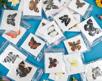 6 Random Real Butterfly Specimens, Handmade Wings Spread Butterfly Specimens, Insect Specimen Collection, Diy Decorative Butterfly Specimens