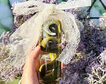 Echte Schlangen Probe, Nasse Probe, Echte Tier Probe, Reptil Probe, Kuriosität Schrank Kuriosität, Vintage Decor Sammlerstück, Weihnachtsgeschenk