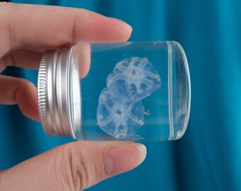 Real Snake Skeleton Specimen In Acrylic Block Paperweights Science Classroom Specimens For