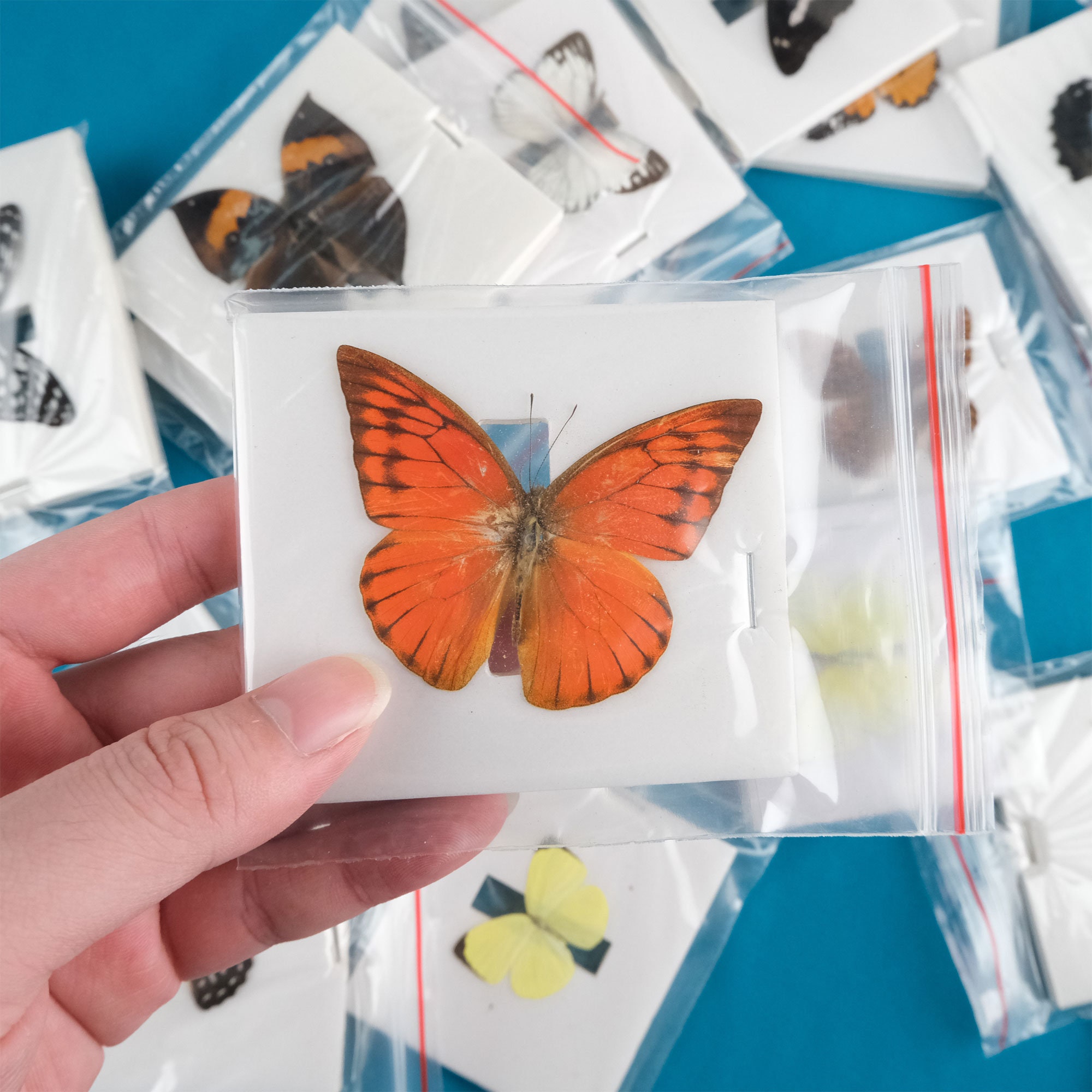 6 Random Real Butterfly Specimens, Handmade Wings Spread Butterfly ...