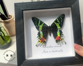 Real Sunset Moth, Madagascar Sunset Moth, Amazing Sunset Moth, Butterfly Specimen, Beautifully Framed Butterfly, Real Butterfly Specimen