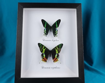 Real Butterfly Specimens, Real Frame Two Butterfly Specimens, Insect Frame Specimens, Butterfly Specimens, Entomology Art