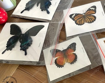 Six Unique Butterfly Specimens, Real Butterfly Specimens, Handmade Insect Specimen Collection, Diy Butterfly Specimens