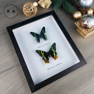 Real Butterfly Specimens, Real Frame Two Butterfly Specimens, Insect Frame Specimens, Butterfly Specimens, Entomology Art