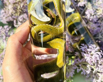 Olivgrün konservierte Schlangenprobe, echte Schlangenprobe, feuchte Probe, echte Tierprobe, Reptilienprobe, Vintage Dekoration