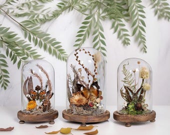 Real Butterfly Specimens In Glass, Home Decoration, Beautiful Butterfly Specimens, Unique Butterfly Specimens, Real Butterfly Specimens