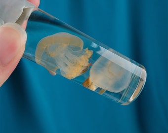 May include: A clear glass tube containing two preserved jellyfish. The jellyfish are translucent and have a pale yellow color.