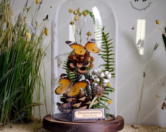 Butterfly Specimen In Glass Cover, Real Insect Specimen, Butterfly Specimen, Graduation Gift For Her, Home Decoration