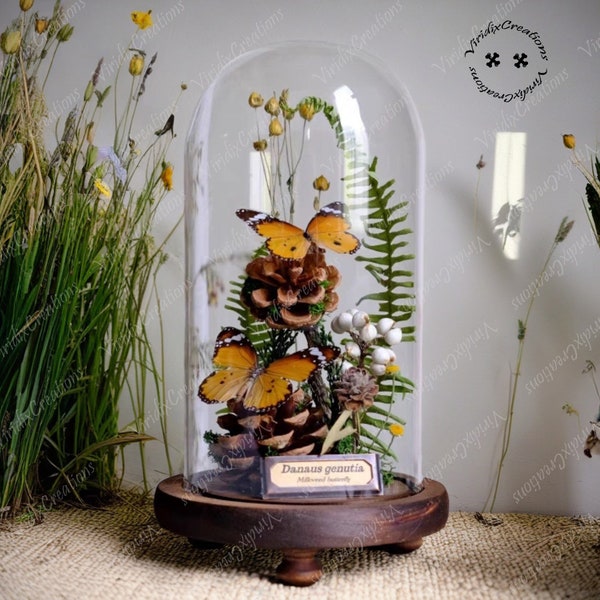 Butterfly Specimen In Glass Cover, Real Insect Specimen, Butterfly Specimen, Graduation Gift For Her, Home Decoration