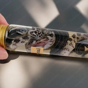 May include: A glass tube containing two preserved snakes, one black and white and the other brown and white, with a small brown label that says "nal" on it.