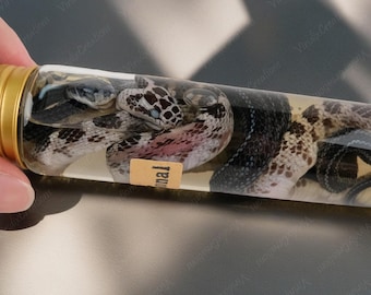 Real Snake Specimen, Real Animal Specimen, Wet Specimen, Two Snake Specimens, Reptile Specimen, Random Snake Specimen, Vintage Decoration