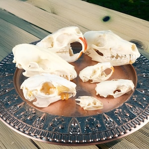 Real Fox | Nutria | Muskrat Animal Skull Specimens, Animal Stripping Technology, Animal Skulls After Cleaning And Bleaching,Exquisite Skulls