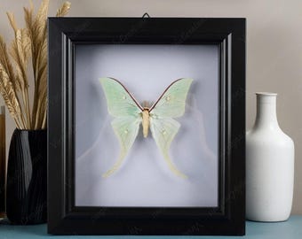 Real Frame Butterfly, Butterfly In Wooden Frame, Butterfly Specimen, Entomological Specimen, Butterfly Display, Home Decoration