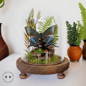 Real Butterfly Specimens, Real Butterfly Specimens, Insect Glass Cover Specimens, Specimen Collection Display