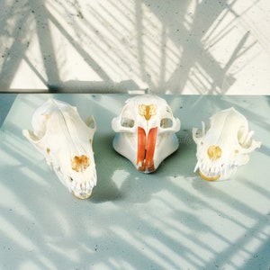 Real Turtle|Mink|Raccoon|Fox Animal Skull Specimen,Exquisite Nutria|Muskrat Animal Skull Specimen,Animal Skulls After Bleaching And Cleaning