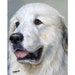 see more listings in the Dog Breeds E thru L section