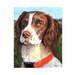 see more listings in the Dog Breeds E thru L section