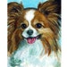 see more listings in the Dog Breeds M thru Z section
