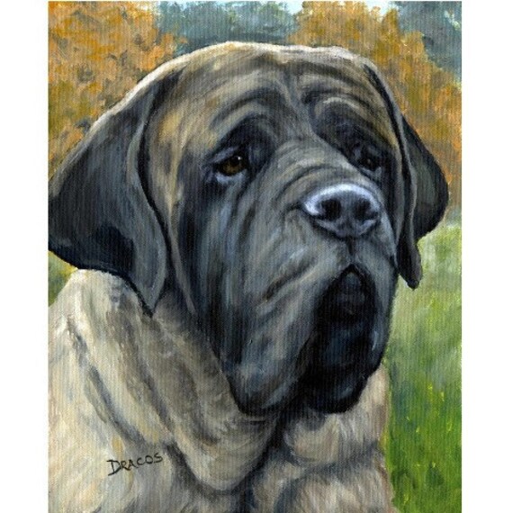 english mastiff muzzle